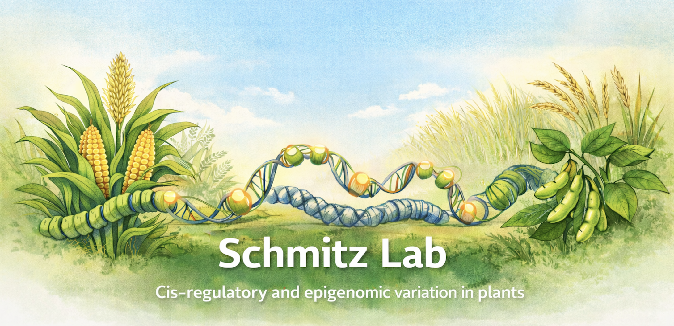 Cis-regulatory and epigenomic variation in plants